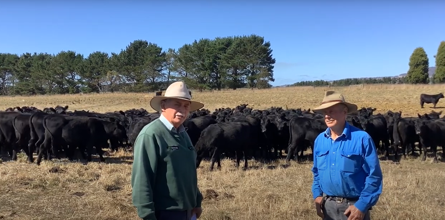 Annual Panshanger sale celebrates 30 years of Lawsons blood breeding